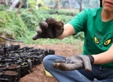 Secma contribuye a la recuperación de 47 especies de árboles en riesgo