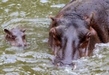 Así será el hipopótamo bebé del Zoo de Morelia; descubre estas curiosidades que no conocías