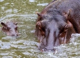 Así será el hipopótamo bebé del Zoo de Morelia; descubre estas curiosidades que no conocías