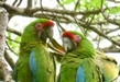 Del verde olivo al verde guacamaya; el espíritu de la conservación de un ave en peligro