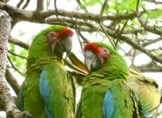 Del verde olivo al verde guacamaya; el espíritu de la conservación de un ave en peligro
