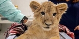 Conoce a las tiernas y salvajes crías de león y tigre en el Zoológico de Morelia