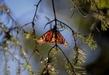 La Mariposa Monarca llega a tiempo a su cita en los bosques michoacanos