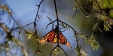 La Mariposa Monarca llega a tiempo a su cita en los bosques michoacanos