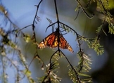La Mariposa Monarca llega a tiempo a su cita en los bosques michoacanos