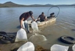 Compesca siembra 100 mil crías de tilapia en presa Melchor Ocampo