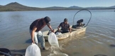 Compesca siembra 100 mil crías de tilapia en presa Melchor Ocampo