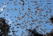 RESERVA DE LA MONARCA CUMPLE 23 AÑOS COMO PATRIMONIO MUNDIAL NATURAL