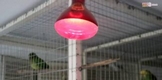 EN INVIERNO, CUIDA A LAS AVES CON ESTAS RECOMENDACIONES DEL ZOO DE MORELIA
