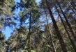 Cerca de 6 mil hectáreas de bosque, afectadas por plagas en Michoacán