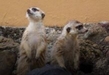 Suricatas, los nuevos huéspedes del Zoo de Morelia