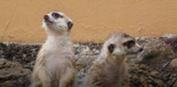 Suricatas, los nuevos huéspedes del Zoo de Morelia