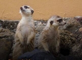 Suricatas, los nuevos huéspedes del Zoo de Morelia