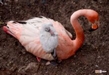 Nacieron 130 ejemplares en el Zoo de Morelia, en 2023