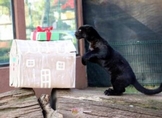 Visita Santa a felinos de ZooMorelia