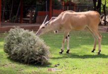 INICIA RECICLAJE DE ÁRBOLES DE NAVIDAD EN EL ZOOLÓGICO DE MORELIA