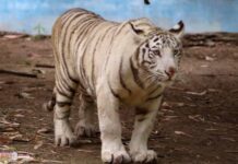 CRÍA DE TIGRE DE BENGALA, LA NUEVA TIERNA Y SALVAJE HABITANTE DEL ZOO DE MORELIA