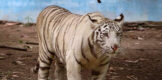 CRÍA DE TIGRE DE BENGALA, LA NUEVA TIERNA Y SALVAJE HABITANTE DEL ZOO DE MORELIA
