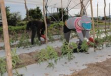ACUERDAN INSTITUCIONES TRABAJAR PARA DAR MEJORES CONDICIONES A JORNALEROS AGRÍCOLAS