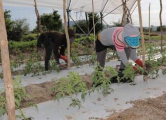 ACUERDAN INSTITUCIONES TRABAJAR PARA DAR MEJORES CONDICIONES A JORNALEROS AGRÍCOLAS