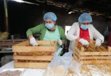 MÁS DE 14 MIL FAMILIAS CAMPESINAS RECIBIERON HONGO SETA PARA MEJORAR SU ALIMENTACIÓN