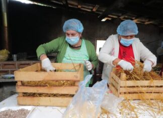 MÁS DE 14 MIL FAMILIAS CAMPESINAS RECIBIERON HONGO SETA PARA MEJORAR SU ALIMENTACIÓN