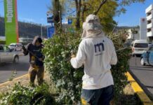 REALIZA GOBIERNO MUNICIPAL ACCIONES DE MANTENIMIENTO Y LIMPIEZA EN PERIFÉRICO PASEO DE LA REPÚBLICA
