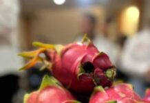 Impulsa Sader producción agroecológica de la pitahaya de Tacámbaro