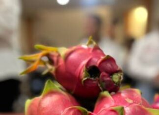 Impulsa Sader producción agroecológica de la pitahaya de Tacámbaro