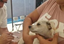 SSM protege contra la rabia a más de 14 mil perros y gatos