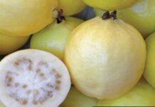 A CERTIFICACIÓN, PRODUCCIÓN DE GUAYABA MICHOACANA; BUSCARÁN SER EXPORTADORES