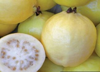 A CERTIFICACIÓN, PRODUCCIÓN DE GUAYABA MICHOACANA; BUSCARÁN SER EXPORTADORES