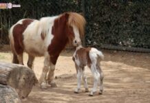 CONOCE LA TIERNA CRÍA DE PONI QUE NACIÓ EN EL ZOO DE MORELIA