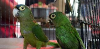 RECIBE ZOO DE MORELIA AVES DECOMISADAS EN MORELIA E INDAPARAPEO