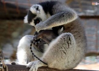 Ternuritas! Nacen gemelos de lémur en el Zoo de Morelia