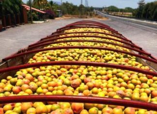MICHOACÁN, SEGUNDO LUGAR EN PRODUCCIÓN NACIONAL DE TORONJA