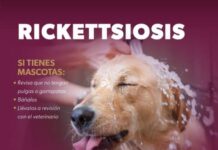 CONOCE QUÉ ES LA RICKETTSIOSIS Y CÓMO PREVENIRLA CON ESTOS CONSEJOS DE LA SSM