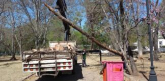 En tareas preventivas, Gobierno Municipal poda árboles secos en Bosque Cuauhtémoc