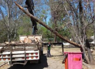 En tareas preventivas, Gobierno Municipal poda árboles secos en Bosque Cuauhtémoc