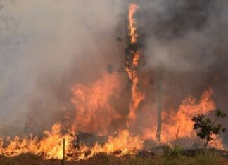 Reporta Michoacán, 78 incendios forestales en primer bimestre de 2024