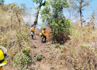 Brigadistas combaten incendios forestales