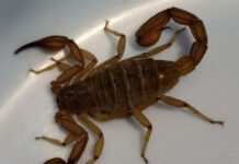 CÓMO EVITAR LA PROLIFERACIÓN DE ALACRANES EN EL HOGAR; SSM EMITE RECOMENDACIONES