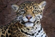 PAREJA DE JAGUARES LLEGA AL ZOO DE MORELIA CON FINES REPRODUCTIVOS