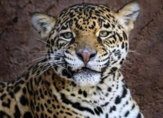 PAREJA DE JAGUARES LLEGA AL ZOO DE MORELIA CON FINES REPRODUCTIVOS