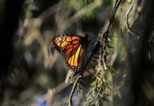 EN EL DÍA DE LA TIERRA, REDESCUBRE, CUIDA Y VALORA LOS TESOROS NATURALES DE MICHOACÁN