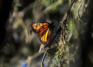 EN EL DÍA DE LA TIERRA, REDESCUBRE, CUIDA Y VALORA LOS TESOROS NATURALES DE MICHOACÁN