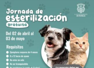 GOBIERNO DE MORELIA INVITA A JORNADA DE ESTERILIZACIÓN PARA MASCOTAS