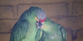 Eclipse solar “engañará” a animalitos del Zoo de Morelia