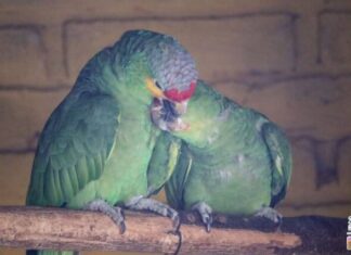 Eclipse solar “engañará” a animalitos del Zoo de Morelia