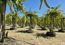 CAPACITARÁN SOBRE CULTIVO Y MEJORAMIENTO DE LA PITAHAYA